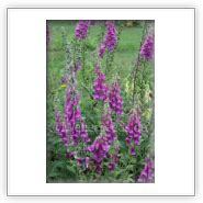 Digitalis purpurea, Foxglove, Purple Foxglove - Seeds - plants - dried herbs