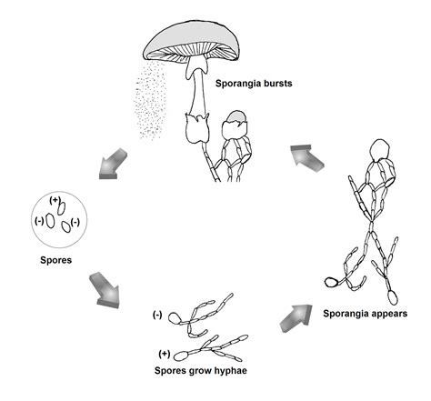 Life Cycle Of Club Fungi