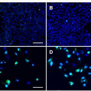 LIVE/DEAD fluorescence assay demonstrates little to no cell death in... | Download Scientific ...