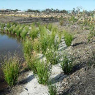 Lessons learned: Bioretention basin used as sediment basin during... | Download Scientific Diagram