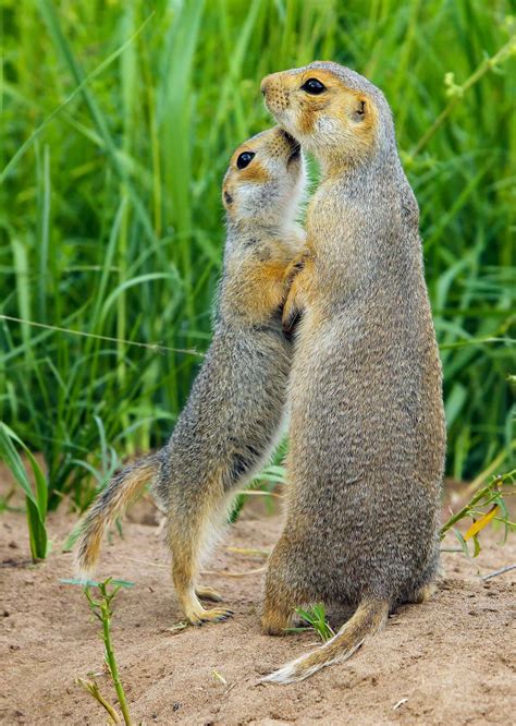 Gopher Animal Meaning : Mammal Symbolism Meaning Spirit Totem Power ...