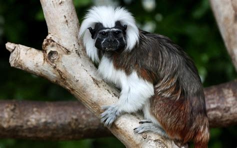 Cotton Top Tamarin – Facts, Description, Conservations Status, Pictures