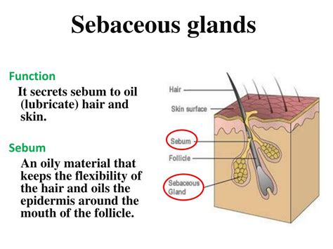 Sebaceous cysts neck: Can I Stick a Needle in a Sebaceous Cyst? No — and Here’s Why