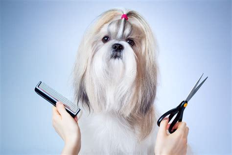 Shih tzu dog grooming stock image. Image of shihtzu, comb - 37276679