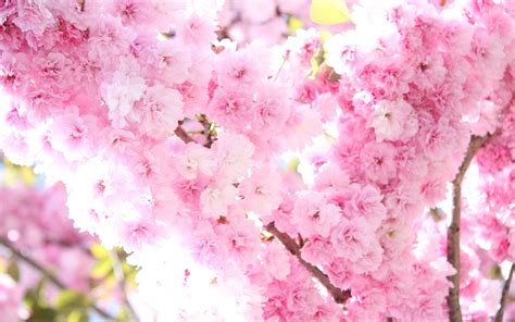 Sakura Flower Wallpapers - Wallpaper Cave