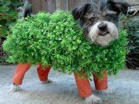 7 Best dog costumes images | Dog costumes, Dog halloween costumes, Dog ...