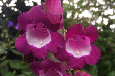 Penstemon 'Purple Passion' – Ballyrobert Gardens