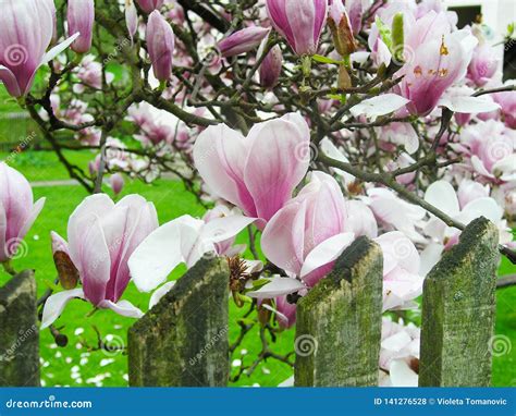 Magnolia Tree with Beautiful Purple Flower Stock Photo - Image of ...