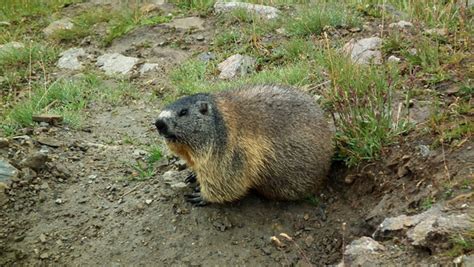 Animals in the Alps of Europe | WanderWisdom