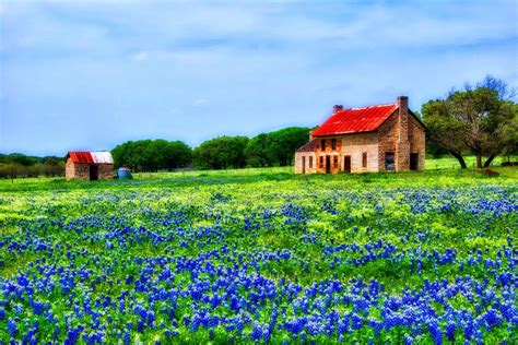 Bluebonnet Wallpapers (44+ images inside)