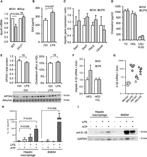 Frontiers | Dietary Toll-Like Receptor Stimulants Promote Hepatic ...