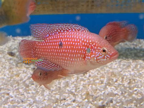 Jewel Cichlid-Hemichromis guttatus