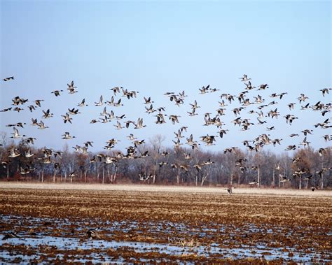 The Peace Bee Farmer: Winter in the Delta