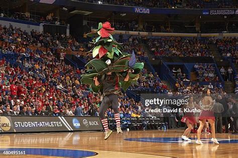 83 Stanford Mascot Tree Stock Photos, High-Res Pictures, and Images ...