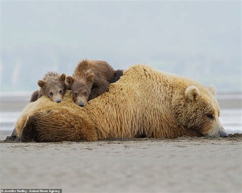 Bear hug! Adorable cubs snuggle down for a nap on their mother's back ...