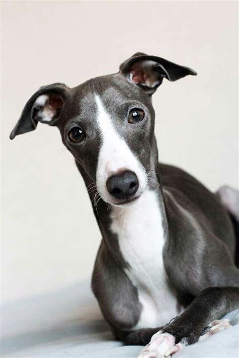 Handsome Louis | Whippet dog, Whippet puppies, Grey hound dog