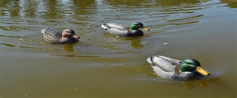 Best Motion Duck Decoy On The Market【 Buying Guide】