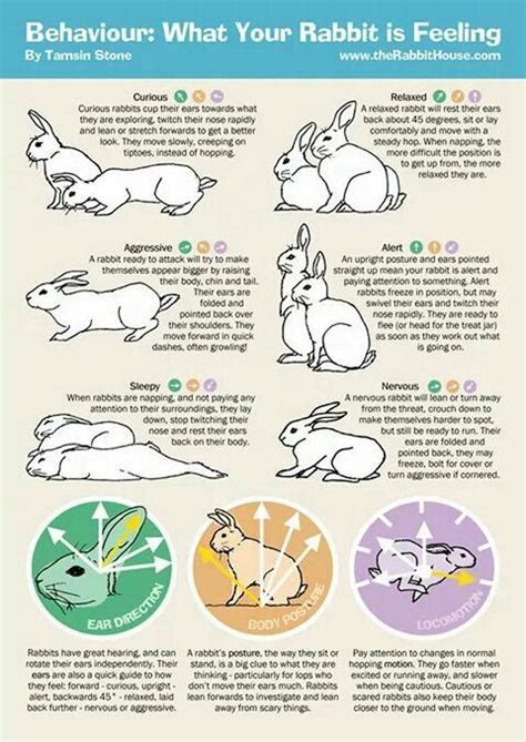 Bonding With Your Bunny - Rabbits Indoors | Pet bunny rabbits, Bunny ...