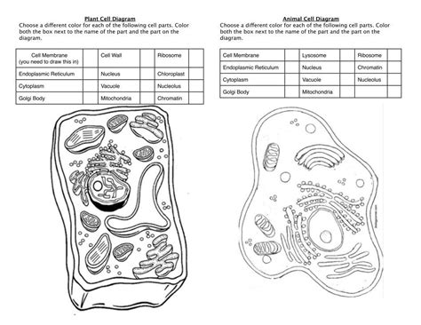 Plant-Animal Cell Diagram Coloring Sheet - Century Life Science | Cell diagram, Animal cell ...