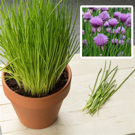 HERB CHIVES COMMON - Garden Express