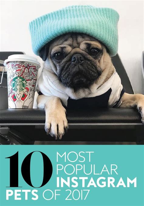 The Most Popular Pets on Instagram in 2017 Are Seriously Adorable ...