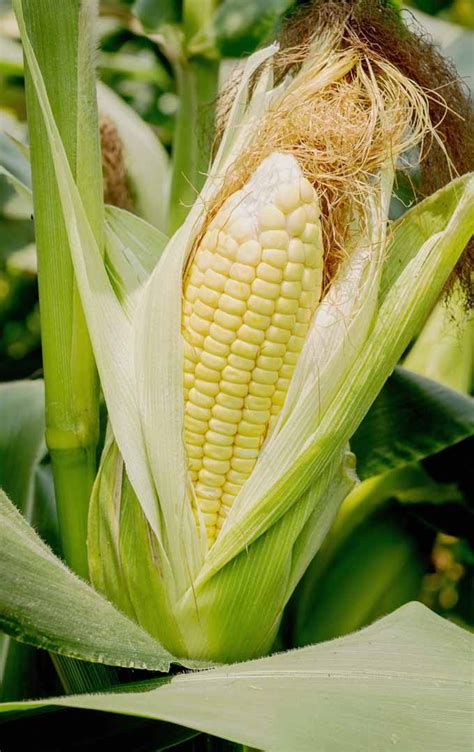 How to Grow Sweet Corn at Home