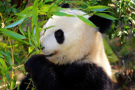 Giant Panda with bamboo stock photo. Image of forest - 140363978