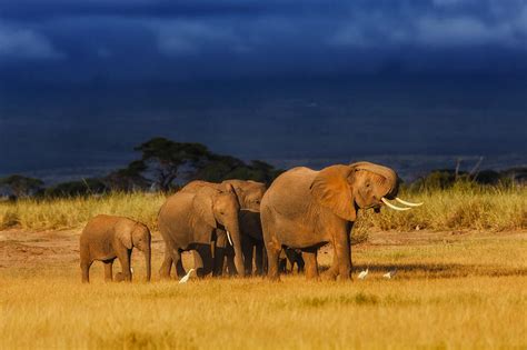 African Elephant Herd Photograph by Maggy Meyer - Fine Art America