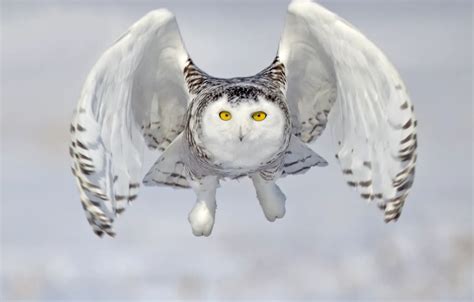 Snowy Owl Flying Wallpaper