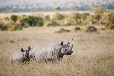 Black Rhino | International Rhino FoundationInternational Rhino Foundation