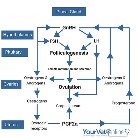 Estrous Cycle Diagram