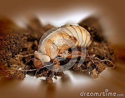 Christmas Beetle Larvae Scarabaeidae Royalty Free Stock Photos - Image: 26564468