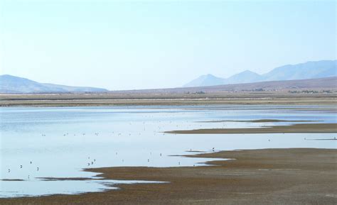 Fall Birds at Owens Lake | Audubon California