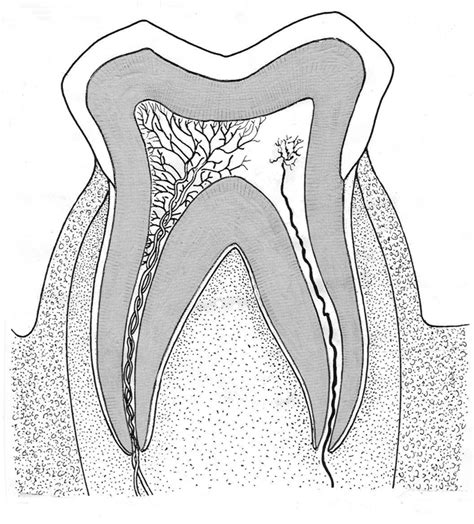 Human Molar Teeth