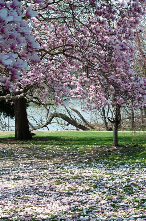 Fairmount Park Magnolia Blossoms 2 by FairieGoodMother on DeviantArt