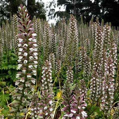 Acanthus - planting and advice on caring for this huge-leaved tall flower