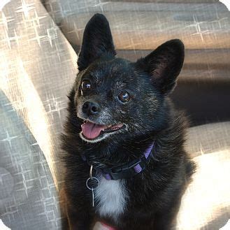 Granbury, TX - Chihuahua/Schipperke Mix. Meet Midnight a Dog for ...