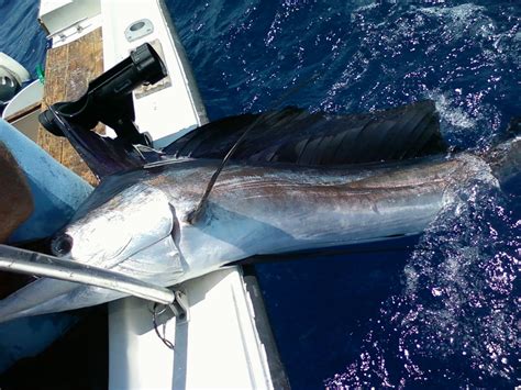 Atlantic Sailfish Caught & Released | Sport fishing, Fishing charters ...