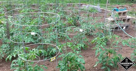 How‌ ‌to‌ ‌Build‌ ‌a‌ ‌Strong‌ ‌Tomato‌ ‌Cage:‌ ‌Your‌ ‌Step-by-Step ...