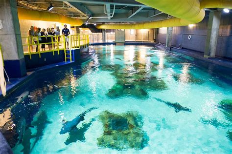 OdySea aquarium sharks, sloths, penguins, stingrays - KTAR.com