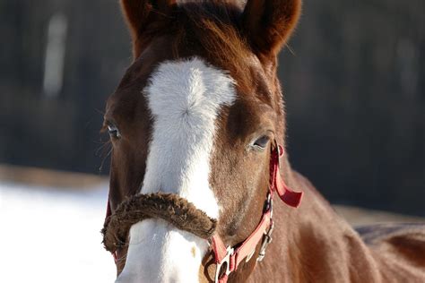 Horse Horse'S Head Stallion - Free photo on Pixabay - Pixabay