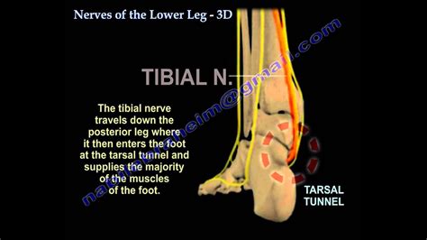 Nerves Of The Lower Leg 3D - Everything You Need To Know - Dr. Nabil Ebraheim - YouTube