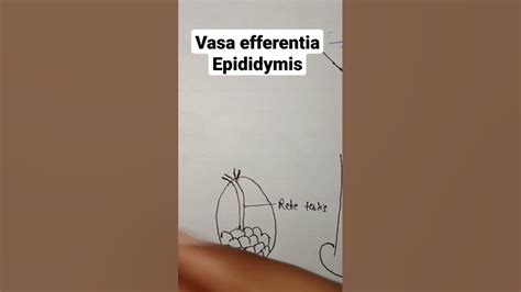 Vasa efferentia and epididymis | male accessory ducts functions - YouTube