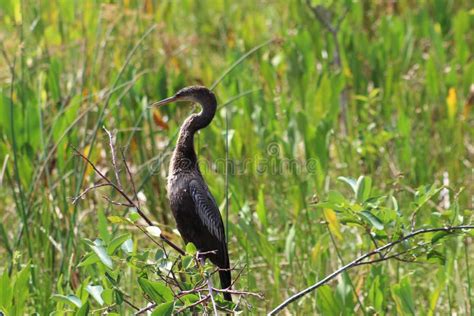 Bird in the Florida swamps stock photo. Image of perching - 128087118