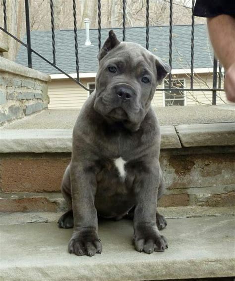 Brown Cane Corso Puppies