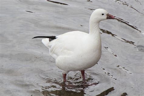 Ross’s Goose | Great Bird Pics