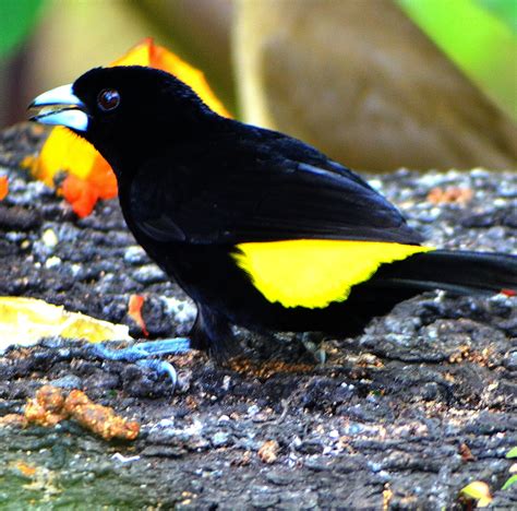 Some Common Beautiful Bird Species from Panama – BirdingFieldGuides Blog