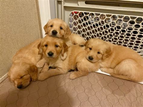 Golden Retriever Puppies For Sale | Scranton, SC #312251