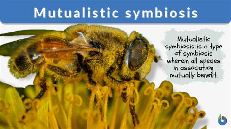 Mutualistic symbiosis - Definition and Examples - Biology Online Dictionary