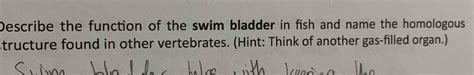 Solved Describe the function of the swim bladder in fish and | Chegg.com